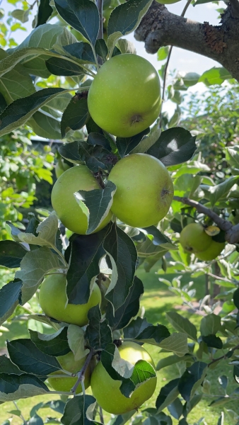 Ribston Pepping Apfel Foto 2